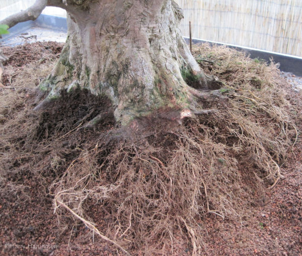 trident maple bonsai repotting
